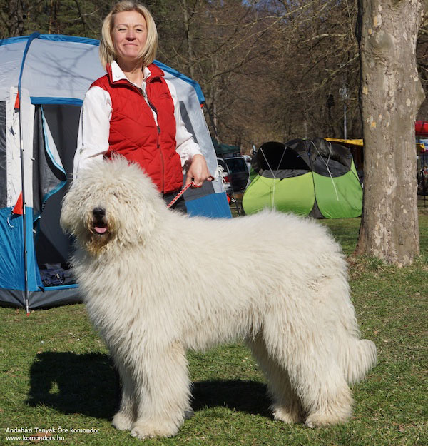 komondor-budapest