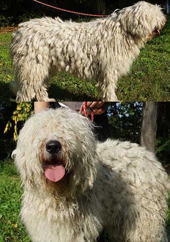 Komondor Ceredke