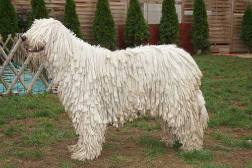 Komondor Kadarka